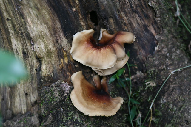 Omphalotus nidiformis (Ghost Fungus)