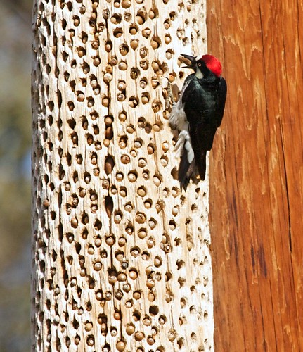 Acorn Woodpecker m.