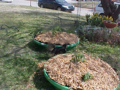 Pools Planted, Mulched, Trellised with Itzl