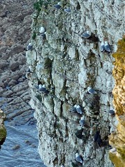 Bempton Cliffs (RSPB)