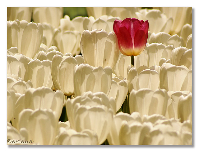The courage to be different