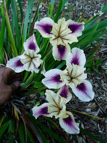 Pacific Coast Iris hybrid
