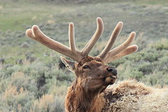 Deer, Elk and Antelope - Older set
