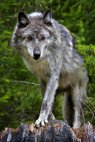 Wolf by doublejwebers