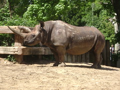 Rhinoceros / Rhinocéros