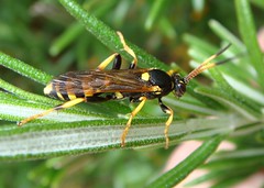 Hymenoptera - Ichneumon