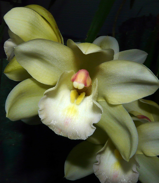 Cymbidium (Beau Guest x Fair Delight) hybrid orchid (1st bloom 2-09) 3-09*