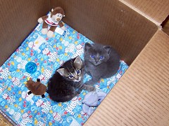 My Foster Kitties