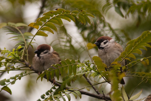 台灣常見的鳥類：麻雀。（攝影洪貫捷）