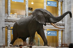NHM: Kenneth E. Behring Family Hall of Mammals