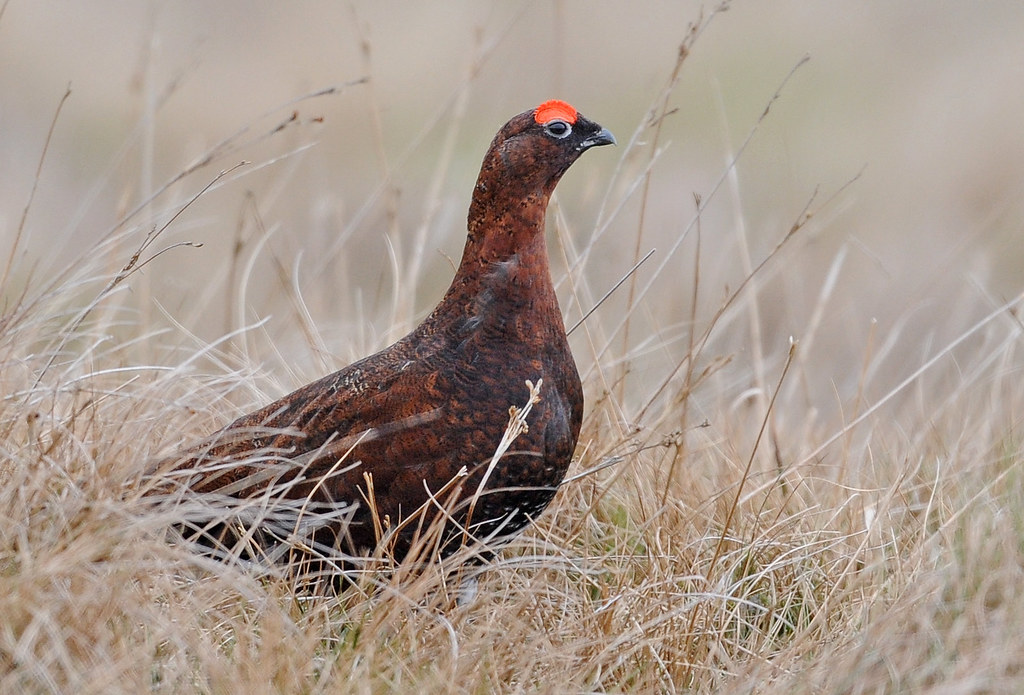 Red Grouse. Bowland