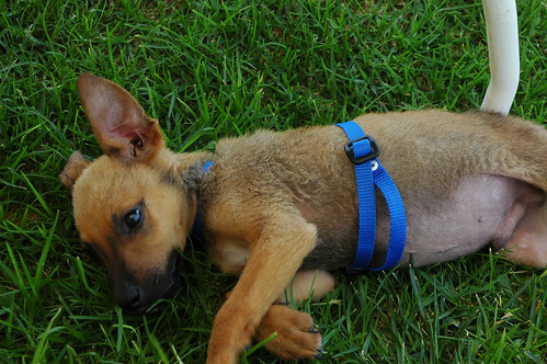 Blue, Rosie's brother, wearing his blue collar, rests in grass for the first time in his short life, rescued from a desert existence, recovering from starvation, Baja's Best El Rosario Cafe Bed and Breakfast, El Rosario, Baja California Norte, Mexico by Wonderlane
