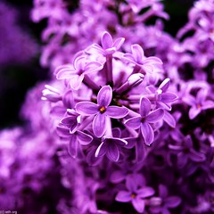 Flieder/ Lilac