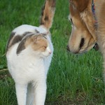 Interspecies Bonding:  Jordan bonds with Ruthie the Barn Cat