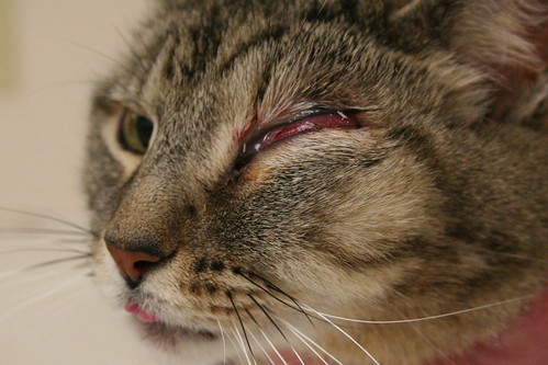 Facial Swelling In Cats 57