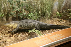 NMNH: Hall of Reptiles & O. Orkin Insect Zoo 