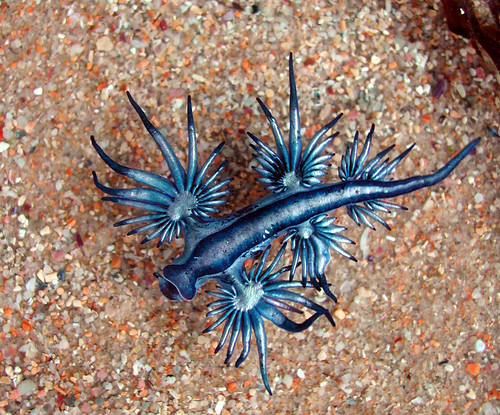 Glaucus atlanticus  -  Blue Dragon   mDSCN4127b