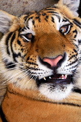 crazy tiger face