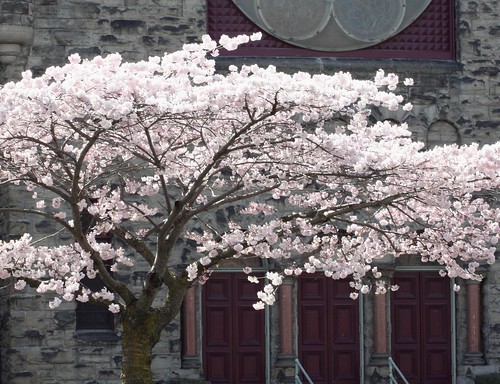 Lovely Cherry Tree by ngawangchodron