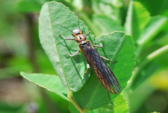 Stonefly. FAMILIES: Perlidae, Pteronarcidae, and Taeniopterygidae 