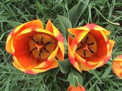 Tulips 002
