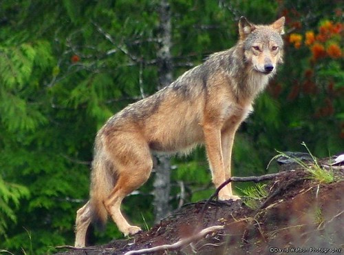 wolf from the Kaien Island pack Near Prince Rupert BC by David L Watson