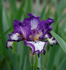 Iris 2009