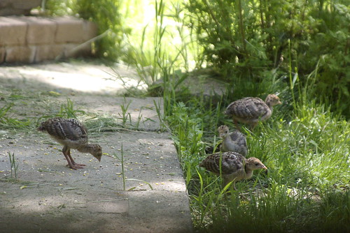 Baby Turkeys by Out at Bob's