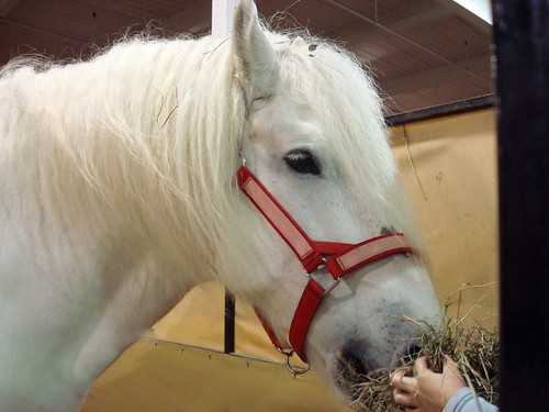 The Sports Archives Blog - The Sports Archives - How To Keep Your Horse Warm In Winter