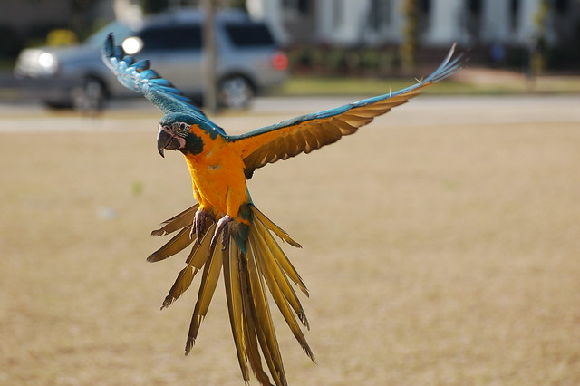 macaw freeflying (3)