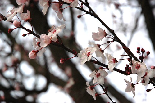 Cherry tree blooms, San Mateo tree, California, USA by Wonderlane