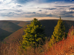 Tioga State Forest
