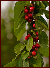 Different Kinds of Cherries