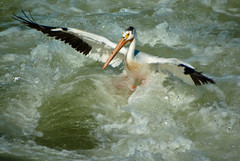 Saskatoon Pelicans