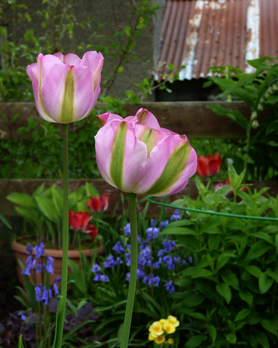Tulips and corrugated iron