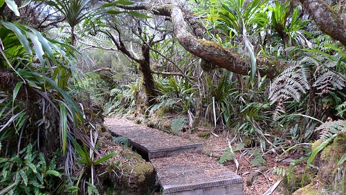 A visiter à Salazie, île de la Réunion - la forêt de Bélouve