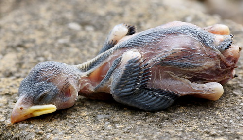Fallen baby bird