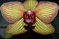 Phalaenopsis #1 (full)