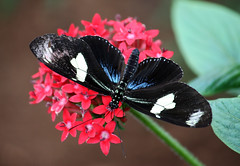 Longwing butterflies