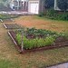 Front yard vegetable garden