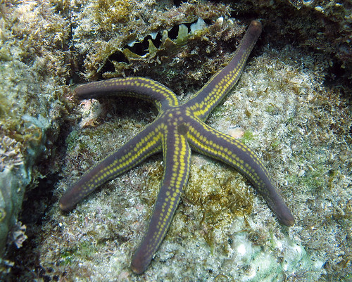 Pyramid starfish, Cabo Pulmo, Baja California Mexico