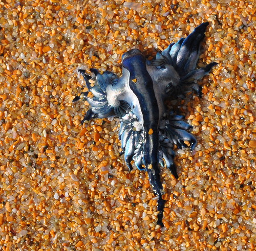 Stunning sea slug
