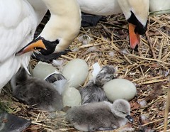 swan family 2010