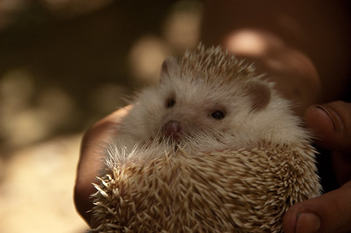 Hedgehog breaks cuteness scale by jacobpatton