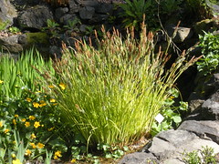 Carex elata - Bowles´ golden sedge