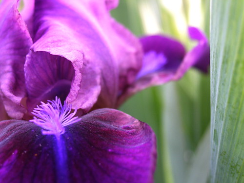 iris flower pictures