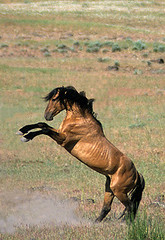 Wild Mustangs/Horses And Burros