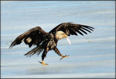 Bald Eagles Battle Over Fish