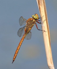 Dragonflies UK