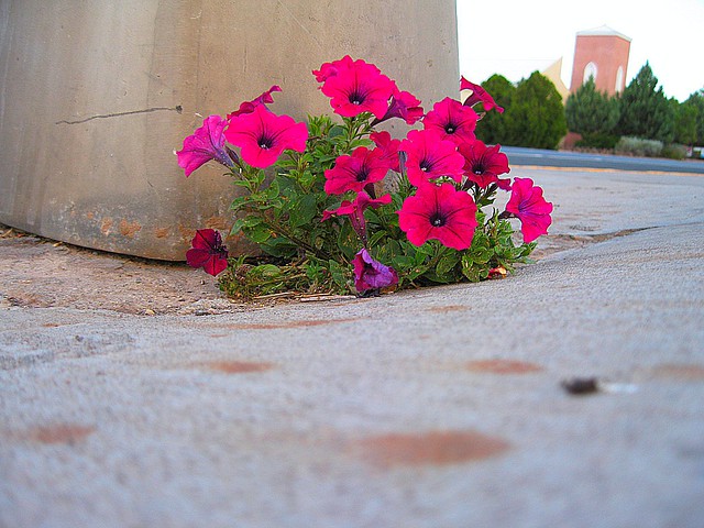 flowers in the side walk